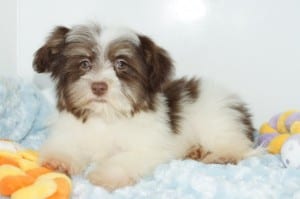 "Kimberly" AKC Female $1000 DOB: 10-22-2013