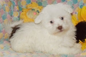 "Dot" AKC Male $1000.00 DOB: 9-5-2013
