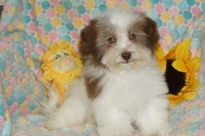 "Jax" AKC Male DOB: 7-16-2013 $850.00