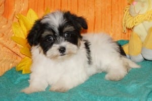 "Darla" Female Havanese $1000.00 DOB: 9-19-2013