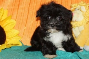 "Flower" Female Havanese $950.00 DOB: 9-19-2013
