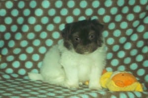"Jep" Male Havanese $1000 DOB: 2-14-2014