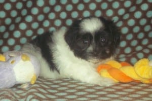 "Judd" Male Havanese $850 DOB: 2-14-2014