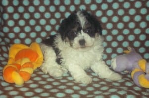 "Samantha" Female Havanese $950 DOB: 2-14-2014