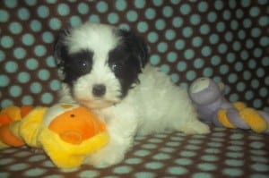 "James" Male Havanese $850 DOB: 2-14-2014