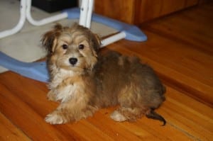 "Judd" AKC Male $800 DOB: 9-19-2013