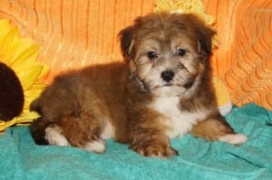 "Justin" AKC Male $1000 DOB: 9-19-2013