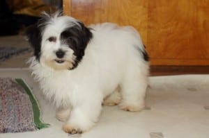"Pearl" Havachon Female $500 DOB: 9-19-2013