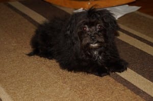 "Amber" AKC Female DOB: 7-16-2013 $750