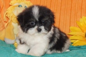 "Abe" AKC Male $950 DOB: 9-5-2013
