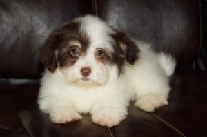 "Klara" AKC Female $1000 DOB: 10-22-2013