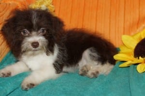 "Ariel" Female DOB:8-25-2013 $1000.00