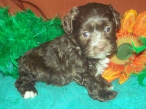 "Misty" Female Havapoo $650 DOB: 1-3-2014