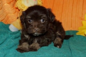 "Hershey" AKC Male $1000 DOB: 10-22-2013