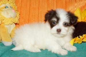 "Klara" AKC Female $1000 DOB: 10-22-2013