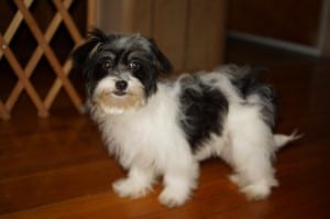"Darla" Female Havanese $850.00 DOB: 9-19-2013