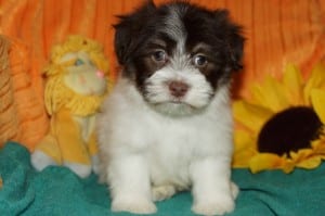 "Chance" AKC Male $950 DOB: 10-22-2013