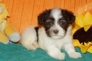 "Kimberly" AKC Female $1000 DOB: 10-22-2013