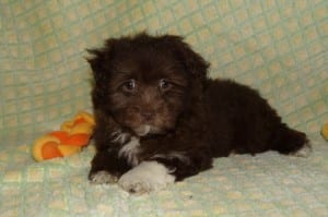 "Ragina" Female Havanese $1000 DOB: 1-24-2014