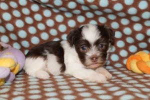 "Brooke" Female Havanese $1200 DOB: 3-1-2014