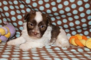"Blake" Male Havanese $1000 DOB: 3-1-2014