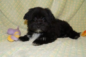 "Tracy" Female Havanese $850 DOB: 12-25-2013