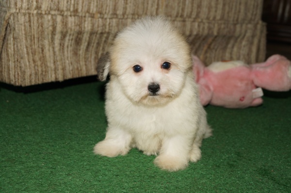 havaton puppies havanese puppies for sale in cincinnati ohio family puppies family puppies havaton puppies havanese puppies for sale in cincinnati ohio family puppies family puppies