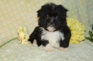 "Jackson" AKC Male $750 DOB: 4-19-2014