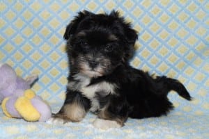 "Holly" AKC Female $1000 DOB: 3-1-2014