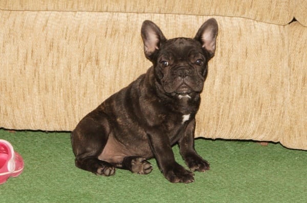 bulldog puppies for sale chicago bulldog puppies for sale chicago indiana breeder family breeds picture bulldog puppies for sale chicago bulldog puppies for sale chicago indiana breeder family breeds picture