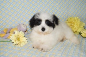 "Susie" AKC Female $850 DOB: 4-5-2014