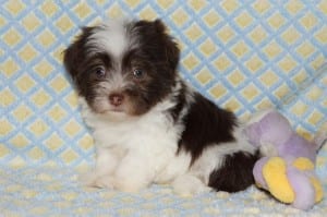 "Brooke" Female Havanese $1200 DOB: 3-1-2014