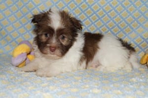 "Blake" Male Havanese $1200 DOB: 3-1-2014