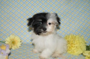 "Chrissy" AKC Female $850 DOB: 4-5-2014