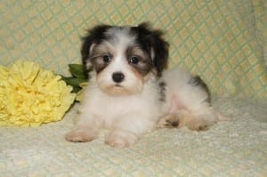"Jake" Male Havanese $1000 DOB: 4-5-2014