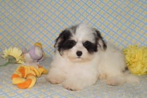 "Judd" Male Havanese $850 DOB: 4-5-2014