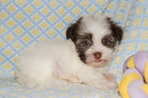 "Janette" AKC Female Havanese $1200 DOB: 3-1-2014