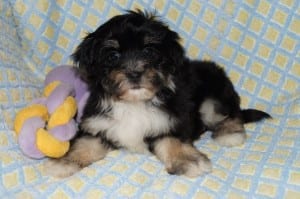 "Ragina" AKC Female Havanese $1000 DOB:3-1-2014