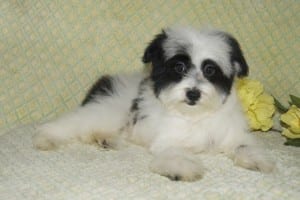"Stacey" AKC Female $850 DOB: 3-1-2014
