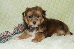 "Marc" AKC Male Havanese $1000 DOB: 3-1-2014