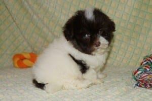 "Jon" AKC Male Havanese $850 DOB: 2-14-2014