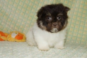 "Jep" Male Havanese $850 DOB: 2-14-2014
