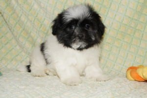 "Judd" Male Havanese $850 DOB: 2-14-2014