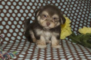 "Daisy" AKC Female $1200 DOB: 5-13-2014