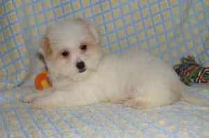 "Bridget" AKC Female $850 DOB: 1-24-2014