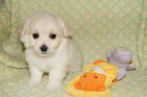 "Teddy" Male Havanese $850 DOB: 4-19-2014
