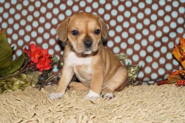 puppies bend oregon bulldog puppies bend or puppies bend oregon bulldog puppies bend or