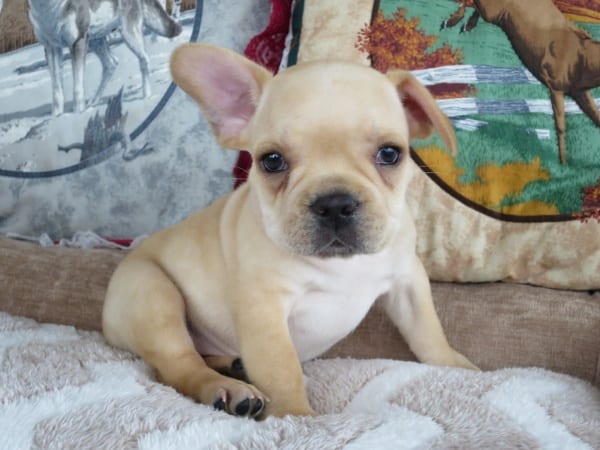 bulldog puppies for sale chicago bulldog puppies for sale chicago indiana breeder family breeds picture bulldog puppies for sale chicago bulldog puppies for sale chicago indiana breeder family breeds picture