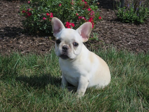 bulldog puppies for sale in indiana bulldog puppies for sale chicago indiana breeder family breeds picture bulldog puppies for sale in indiana bulldog puppies for sale chicago indiana breeder family breeds picture