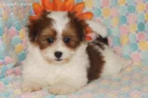 PuppyFind.com,631908